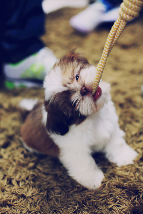 Shih Tzu Puppy For Sale - Puppy Love PR